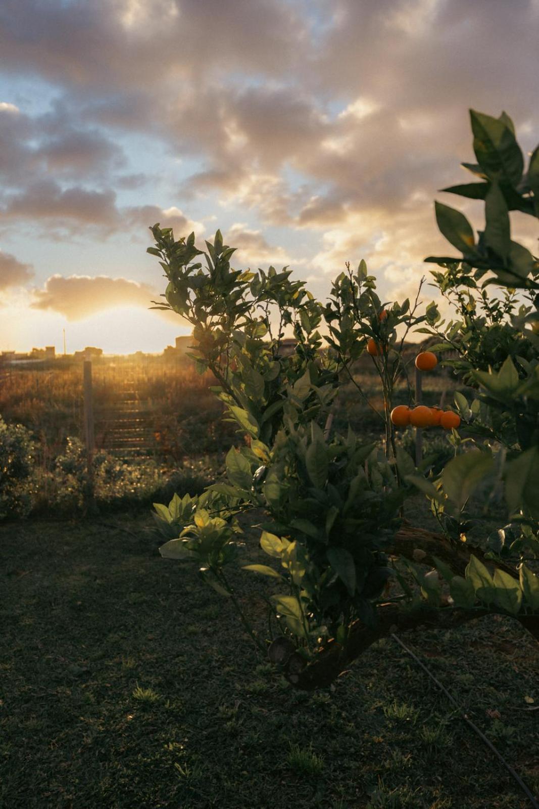 Villa Martina's Vineyard - Marsala